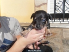 camada de chihuahuas - mejor precio | unprecio.es