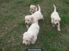 CAMADA LABRADOR RETRIEVER 200€ TRANSPORTES INCLUIDOS - mejor precio | unprecio.es
