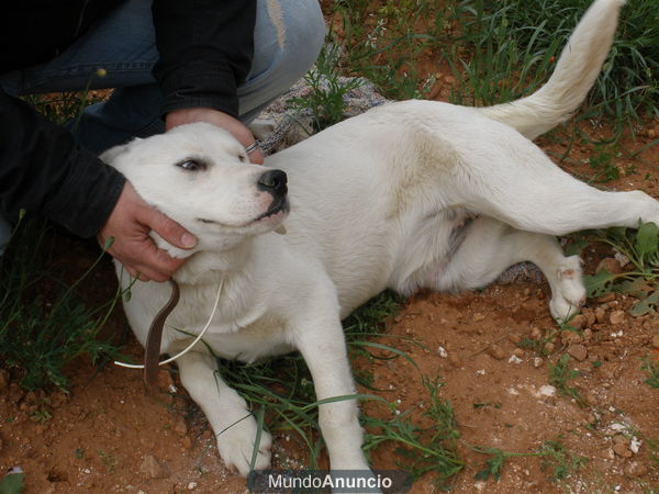 CRUCE DE MASTIN Y LABRADOR EN ADOPCION. SACHA.