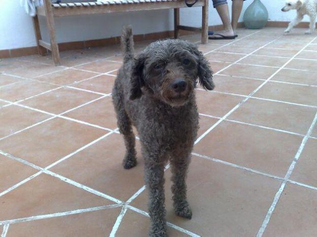 encontrado caniche macho en somosierra(s/c de tenerife)buscamos a su dueño