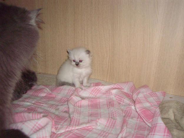 Gatitos Persas