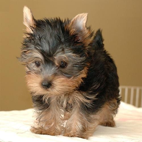 Hombres y mujeres cachorros de Yorkie