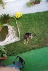 PASTOR ALEMAN 5 MESES PEDIGREE 150 EUROS - mejor precio | unprecio.es