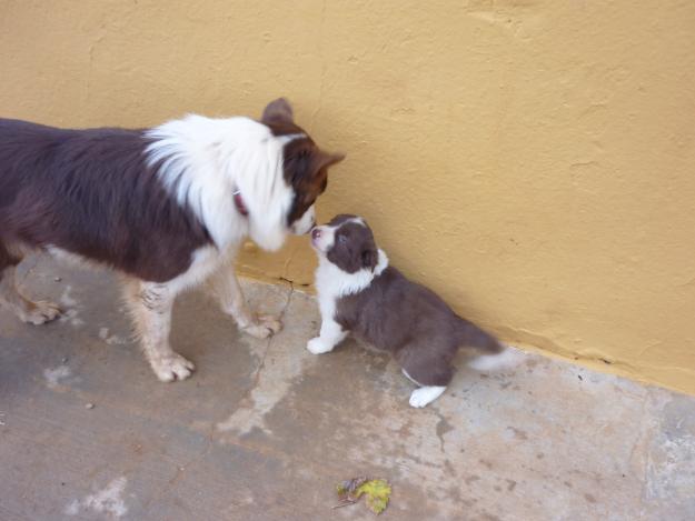 PRECIOSOS BORDER COLLIE CHOCOLATES