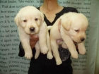 2 ULTIMOS CACHORROS LABRADOR L.O.E. - mejor precio | unprecio.es