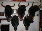 cabezas de toros disecadas al 100x100 - mejor precio | unprecio.es