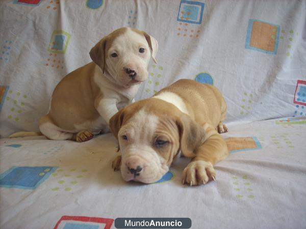Cachorritos american pit bull terrier