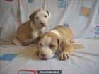 Cachorritos american pit bull terrier - mejor precio | unprecio.es