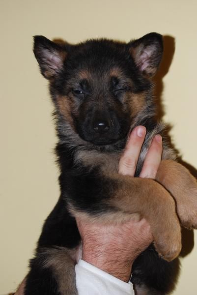 cachorros de calidad en PASTORES ALEMANES CON PEDIGREE 360 EUROS