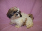 Cahorretes de Shih-Tzu venta por 450 - mejor precio | unprecio.es