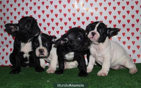 Encantadores Bulldog Frances, buen precio. - Murcia