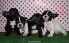 Encantadores Bulldog Frances, buen precio. - Murcia - mejor precio | unprecio.es