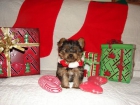 Fabulosos cachorros de Yorkshire Terrier - mejor precio | unprecio.es