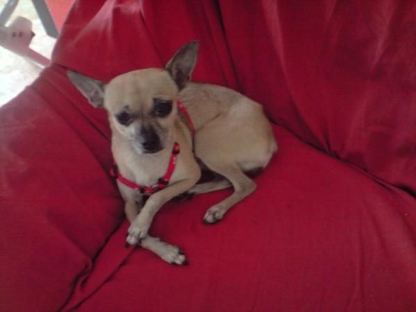 Mezcla Pincher-Chihuahua busca novio