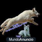 Pastor Blanco Suizo preciosos cachorros disponible - mejor precio | unprecio.es
