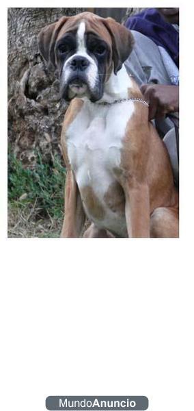 PROXIMA CAMADA BOXER MUY BUEN PEDIGREE