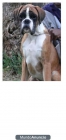 PROXIMA CAMADA BOXER MUY BUEN PEDIGREE - mejor precio | unprecio.es