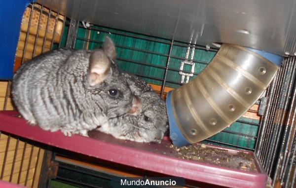 Vendo 2 chinchillas a 110 euros la pareja  y jaula 3 pisos