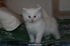 Vendo camada de gatitos raza gatos bosque de Noruega - mejor precio | unprecio.es
