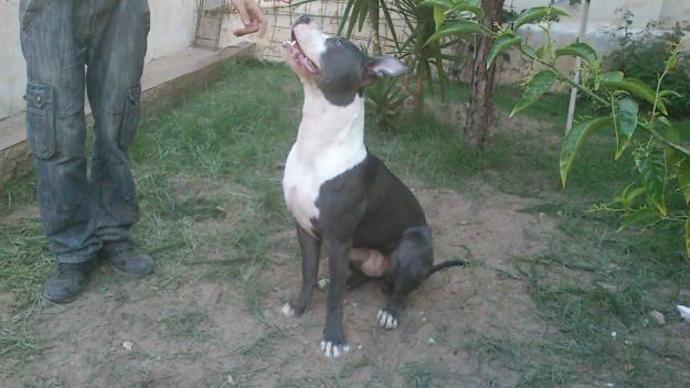 American Staffordshire Terrier Blue para montas