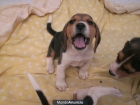beagle cachorrito tricolor - mejor precio | unprecio.es