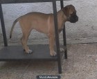 BULLMASTIFF HEMBRAS - mejor precio | unprecio.es