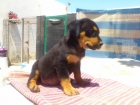 CACHORRA DE ROWAILER - mejor precio | unprecio.es