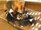 CACHORROS DE BASSET HOUND - mejor precio | unprecio.es