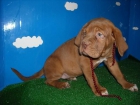 Cachorros de Dogo de Burdeos 750 - mejor precio | unprecio.es