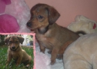 Cinta, cachorrita cruce Teckel en adopcion - mejor precio | unprecio.es