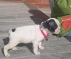 HERMOSOS BULLDOG FRANCES A SOLO - mejor precio | unprecio.es