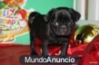 IN REGALO UNICOS BULLDOG INGLES LISTOS PARA ENTREGAR - mejor precio | unprecio.es