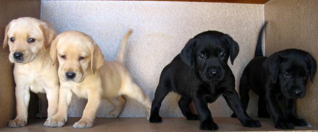 Labrador retriever negro 160€