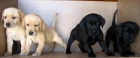 Labrador retriever negro 160€ - mejor precio | unprecio.es