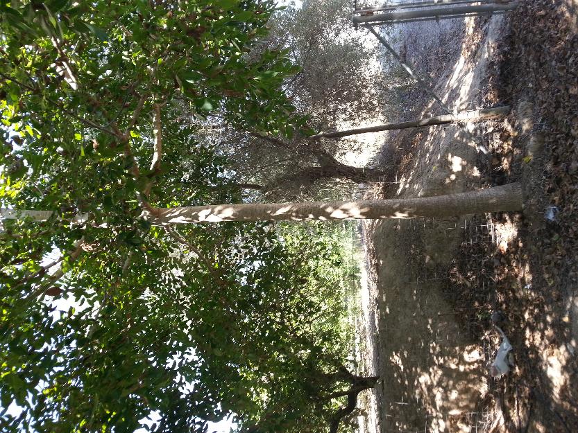 Nogal gigante de madera (juglans regia)