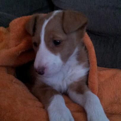 Regalo cachorro