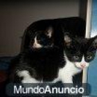 SE BUSCAN BUENOS HOGARES PARA ESTOS GATITOS - mejor precio | unprecio.es