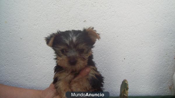 cachorrito macho yorkshire terrier