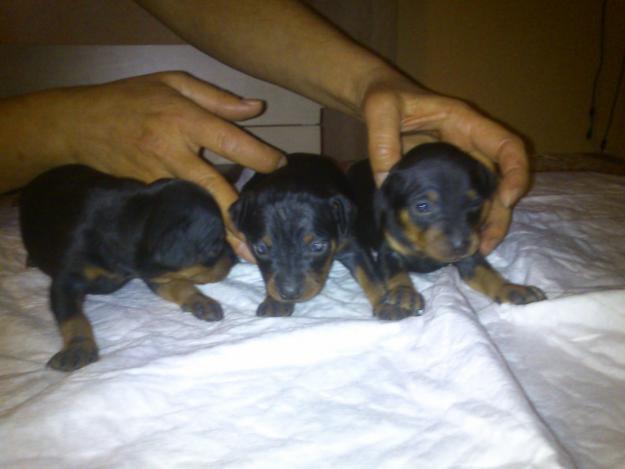 cachorros de mini pincher negro y fuego