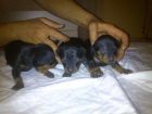 cachorros de mini pincher negro y fuego - mejor precio | unprecio.es