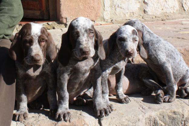 Cachorros de perro perdiguero de Burgos