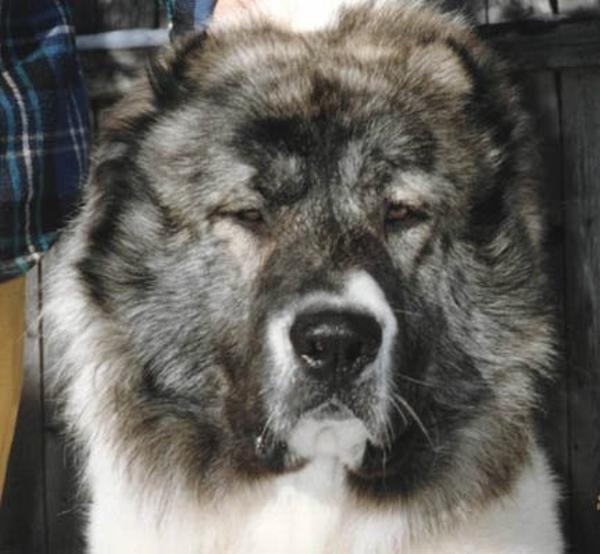 CAUCASO, KANGAL Y OTRAS RAZAS MASTIN  IDEALES PARA LA GUARDIA.