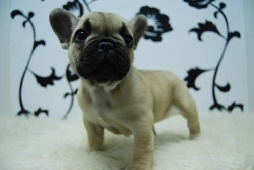 machitos y hembras de bull frances, elige tu cachorro, disponibilidad en todos las clases y colores