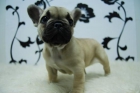 machitos y hembras de bull frances, elige tu cachorro, disponibilidad en todos las clases y colores - mejor precio | unprecio.es