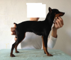 pinscher - mejor precio | unprecio.es