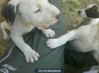 Pit bull ofrece - mejor precio | unprecio.es