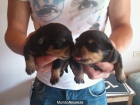 VENDO CACHORROS DE ROTWEILER - mejor precio | unprecio.es