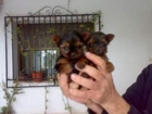 VENDO YORKSHIRE TOY CON PEDIGREE 590 EUROS - mejor precio | unprecio.es