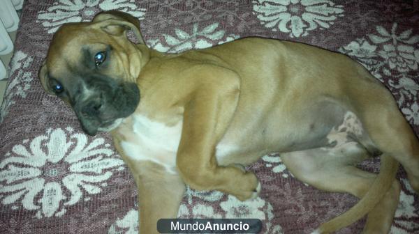 Venta de 2 cachorros de boxer