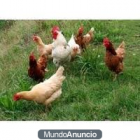 venta de huevos y pollos de campo - mejor precio | unprecio.es